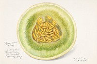 Melon (Cucumis Melo)(1916) by Amanda Almira Newton. Original from U.S. Department of Agriculture Pomological Watercolor Collection. Rare and Special Collections, National Agricultural Library. Digitally enhanced by rawpixel.