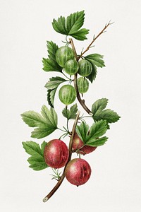 Vintage gooseberry bough illustration mockup. Digitally enhanced illustration from U.S. Department of Agriculture Pomological Watercolor Collection. Rare and Special Collections, National Agricultural Library.