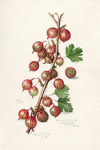 Vintage gooseberries illustration mockup. Digitally enhanced illustration from U.S. Department of Agriculture Pomological Watercolor Collection. Rare and Special Collections, National Agricultural Library.