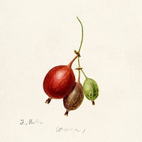 Gooseberries (Ribes) (1891) by Frank Muller. Original from U.S. Department of Agriculture Pomological Watercolor Collection. Rare and Special Collections, National Agricultural Library. Digitally enhanced by rawpixel.<br /> 