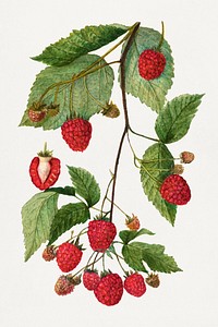 Vintage branch of blackberry illustration. Digitally enhanced illustration from U.S. Department of Agriculture Pomological Watercolor Collection. Rare and Special Collections, National Agricultural Library.