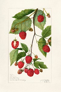 Vintage Branch of blackberry illustration mockup. Digitally enhanced illustration from U.S. Department of Agriculture Pomological Watercolor Collection. Rare and Special Collections, National Agricultural Library.