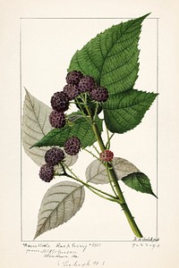 Vintage branch of black raspberry illustration mockup. Digitally enhanced illustration from U.S. Department of Agriculture Pomological Watercolor Collection. Rare and Special Collections, National Agricultural Library.
