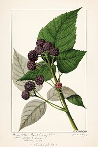 Black Raspberries (Rubus Occidentalis) (1893) by William Henry Prestele. Original from U.S. Department of Agriculture Pomological Watercolor Collection. Rare and Special Collections, National Agricultural Library. Digitally enhanced by rawpixel.