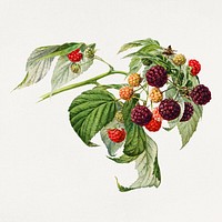 Vintage branch of purple raspberry illustration mockup. Digitally enhanced illustration from U.S. Department of Agriculture Pomological Watercolor Collection. Rare and Special Collections, National Agricultural Library.
