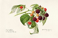 Purple Raspberry (Rubus Xneglectus) (1918) by Royal Charles Steadman. Original from U.S. Department of Agriculture Pomological Watercolor Collection. Rare and Special Collections, National Agricultural Library. Digitally enhanced by rawpixel.