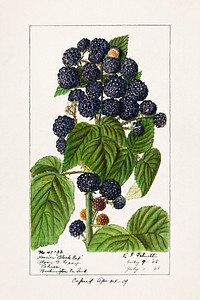 Black Raspberries (Rubus Occidentalis) (1908) by Ellen Isham Schutt. Original from U.S. Department of Agriculture Pomological Watercolor Collection. Rare and Special Collections, National Agricultural Library. Digitally enhanced by rawpixel.