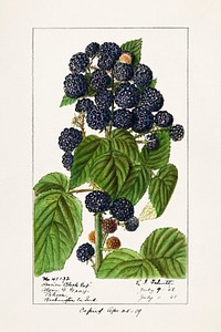 Vintage branch of black raspberry illustration mockup. Digitally enhanced illustration from U.S. Department of Agriculture Pomological Watercolor Collection. Rare and Special Collections, National Agricultural Library.