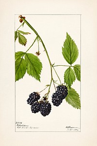 Blackberries (Rubus subg. Rubus Watson) (1904) by Deborah Griscom Passmore. Original from U.S. Department of Agriculture Pomological Watercolor Collection. Rare and Special Collections, National Agricultural Library. Digitally enhanced by rawpixel.