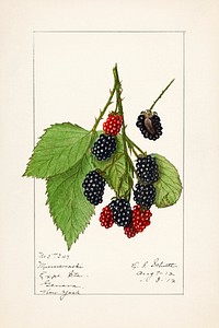 Blackberries (Rubus subg. Rubus Watson) (1912) by Ellen Isham Schutt. Original from U.S. Department of Agriculture Pomological Watercolor Collection. Rare and Special Collections, National Agricultural Library. Digitally enhanced by rawpixel.