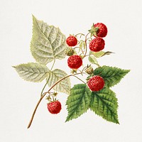 Vintage red raspberries (Rubus Xneglectus) (1918) by Royal Charles Steadman. Original from U.S. Department of Agriculture Pomological Watercolor Collection. Rare and Special Collections, National Agricultural Library. Digitally enhanced by rawpixel.