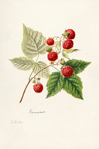 Vintage red raspberries illustration mockup. Digitally enhanced illustration from U.S. Department of Agriculture Pomological Watercolor Collection. Rare and Special Collections, National Agricultural Library.