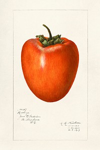 Vintage persimmon illustration. Original from U.S. Department of Agriculture Pomological Watercolor Collection. Rare and Special Collections, National Agricultural Library. Digitally enhanced by rawpixel.