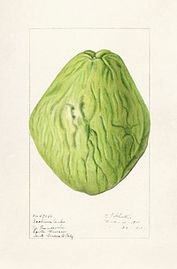 Chayote (Sechium Edule) (1910) by Ellen Isham Shutt. Original from U.S. Department of Agriculture Pomological Watercolor Collection. Rare and Special Collections, National Agricultural Library. Digitally enhanced by rawpixel.
