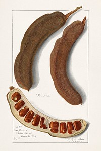 Indian Tamarind (Tamarindus Indica)(1908) by Amanda Almira Newton.  Original from U.S. Department of Agriculture Pomological Watercolor Collection. Rare and Special Collections, National Agricultural Library. Digitally enhanced by rawpixel.