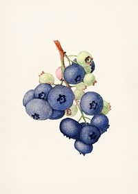 Blueberries (Vaccinium Corymbosum) (1940) by James Marion Shull. Original from U.S. Department of Agriculture Pomological Watercolor Collection. Rare and Special Collections, National Agricultural Library. Digitally enhanced by rawpixel. 