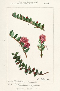 American Cranberry (Vaccinium Macrocarpon) by Ellen Isham Schutt (1873&ndash;1955). Original from U.S. Department of Agriculture Pomological Watercolor Collection. Rare and Special Collections, National Agricultural Library. Digitally enhanced by rawpixel.