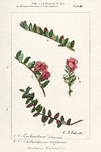 Vintage American Cranberry flower illustration mockup. Digitally enhanced illustration from U.S. Department of Agriculture Pomological Watercolor Collection. Rare and Special Collections, National Agricultural Library.