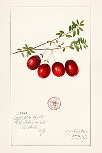 American Cranberry (Vaccinium macrocarpon)(1914) by Amanda Almira Newton. Original from U.S. Department of Agriculture Pomological Watercolor Collection. Rare and Special Collections, National Agricultural Library. Digitally enhanced by rawpixel.