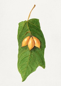 Vintage oak leaved papaya illustration. Digitally enhanced illustration from U.S. Department of Agriculture Pomological Watercolor Collection. Rare and Special Collections, National Agricultural Library.