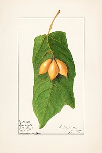 Oak Leaved Papaya (Vasconcellea quercifolia)(1906) by Ellen Isham Schutt. Original from U.S. Department of Agriculture Pomological Watercolor Collection. Rare and Special Collections, National Agricultural Library. Digitally enhanced by rawpixel.