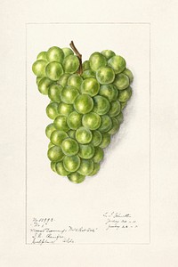 Vintage bunch of green grape illustration mockup. Digitally enhanced illustration from U.S. Department of Agriculture Pomological Watercolor Collection. Rare and Special Collections, National Agricultural Library.