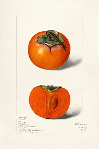 Vintage persimmons illustration. Original from U.S. Department of Agriculture Pomological Watercolor Collection. Rare and Special Collections, National Agricultural Library. Digitally enhanced by rawpixel.