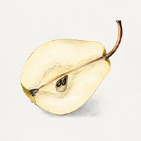 Vintage halved pear illustration. Digitally enhanced illustration from U.S. Department of Agriculture Pomological Watercolor Collection. Rare and Special Collections, National Agricultural Library.