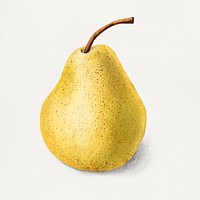 Vintage pear illustration. Digitally enhanced illustration from U.S. Department of Agriculture Pomological Watercolor Collection. Rare and Special Collections, National Agricultural Library.