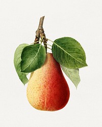 Vintage pear illustration. Digitally enhanced illustration from U.S. Department of Agriculture Pomological Watercolor Collection. Rare and Special Collections, National Agricultural Library.