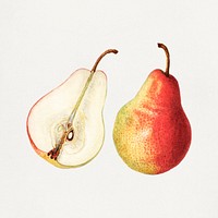 Vintage pears illustration mockup. Digitally enhanced illustration from U.S. Department of Agriculture Pomological Watercolor Collection. Rare and Special Collections, National Agricultural Library.