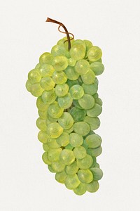 Vintage bunch of green grapes illustration. Original from U.S. Department of Agriculture Pomological Watercolor Collection. Rare and Special Collections, National Agricultural Library. Digitally enhanced by rawpixel.
