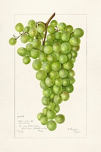 Vintage bunch of green grapes illustration. Original from U.S. Department of Agriculture Pomological Watercolor Collection. Rare and Special Collections, National Agricultural Library. Digitally enhanced by rawpixel.