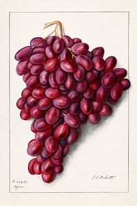 Vintage bunch of red grape illustration mockup. Digitally enhanced illustration from U.S. Department of Agriculture Pomological Watercolor Collection. Rare and Special Collections, National Agricultural Library.