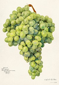 Grapes (Vitis) (1910) by Amanda Almira Newton. Original from U.S. Department of Agriculture Pomological Watercolor Collection. Rare and Special Collections, National Agricultural Library. Digitally enhanced by rawpixel.