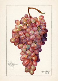 Vintage bunch of red grapes illustration. Original from U.S. Department of Agriculture Pomological Watercolor Collection. Rare and Special Collections, National Agricultural Library. Digitally enhanced by rawpixel.