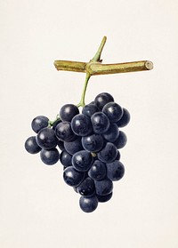 Vintage bunch of black grapes illustration. Original from U.S. Department of Agriculture Pomological Watercolor Collection. Rare and Special Collections, National Agricultural Library. Digitally enhanced by rawpixel.