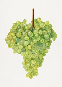 Vintage bunch of green grapes illustration. Original from U.S. Department of Agriculture Pomological Watercolor Collection. Rare and Special Collections, National Agricultural Library. Digitally enhanced by rawpixel.