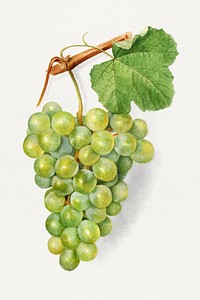 Vintage bunch of green grapes illustration. Original from U.S. Department of Agriculture Pomological Watercolor Collection. Rare and Special Collections, National Agricultural Library. Digitally enhanced by rawpixel.