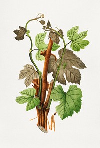 Vintage grapevines illustration. Original from U.S. Department of Agriculture Pomological Watercolor Collection. Rare and Special Collections, National Agricultural Library. Digitally enhanced by rawpixel.