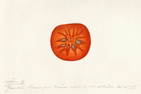 Persimmon (Diospyros) (1889) by<br />William Henry Prestele. Original from U.S. Department of Agriculture Pomological Watercolor Collection. Rare and Special Collections, National Agricultural Library. Digitally enhanced by rawpixel.<br />​​​​​​​