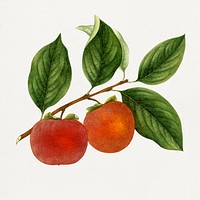 Vintage Persimmon twig illustration mockup. Digitally enhanced illustration from U.S. Department of Agriculture Pomological Watercolor Collection. Rare and Special Collections, National Agricultural Library.