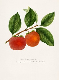 Vintage persimmon twig. Original from U.S. Department of Agriculture Pomological Watercolor Collection. Rare and Special Collections, National Agricultural Library. Digitally enhanced by rawpixel.