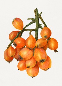 Vintage branch of loquat illustration. Digitally enhanced illustration from U.S. Department of Agriculture Pomological Watercolor Collection. Rare and Special Collections, National Agricultural Library.