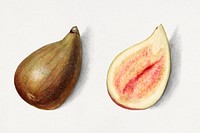 Vintage figs illustration mockup. Digitally enhanced illustration from U.S. Department of Agriculture Pomological Watercolor Collection. Rare and Special Collections, National Agricultural Library.