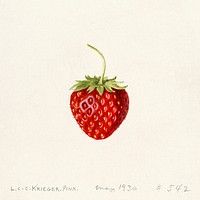 Strawberry (Fragaria) (1930) by Louis Charles Christopher Krieger. Original from U.S. Department of Agriculture Pomological Watercolor Collection. Rare and Special Collections, National Agricultural Library. Digitally enhanced by rawpixel.