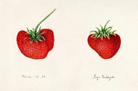 Strawberries (Fragaria) (1890) by William Henry Prestele. Original from U.S. Department of Agriculture Pomological Watercolor Collection. Rare and Special Collections, National Agricultural Library. Digitally enhanced by rawpixel.