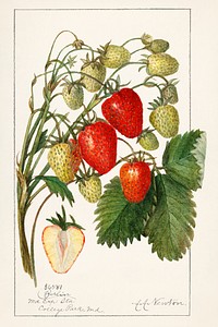 Strawberries (Fragaria) (1912) by Amanda Almira Newton. Original from U.S. Department of Agriculture Pomological Watercolor Collection. Rare and Special Collections, National Agricultural Library. Digitally enhanced by rawpixel.