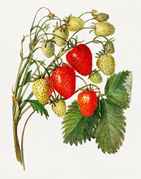 Vintage branch of strawberry illustration mockup. Digitally enhanced illustration from U.S. Department of Agriculture Pomological Watercolor Collection. Rare and Special Collections, National Agricultural Library.