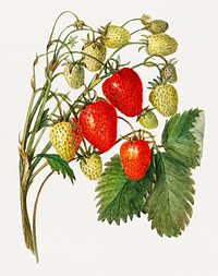 Vintage strawberry branch illustration. Digitally enhanced illustration from U.S. Department of Agriculture Pomological Watercolor Collection. Rare and Special Collections, National Agricultural Library.